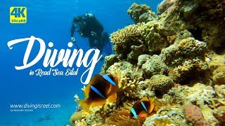 Diving in Eilat • Red Sea Israel 4K UHD [upl. by Nica]