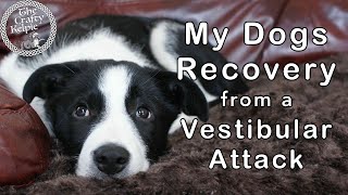 Idiopathic Vestibular Disease  My Dogs Recovery [upl. by Aled]