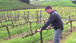 Vineyard Management  About Our Vines [upl. by Clorinde561]