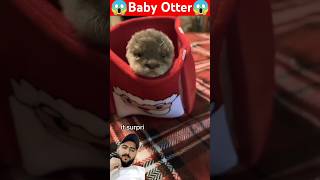 Cute Baby Otter is fearless with its master otter cute pets babyotter animallovers wildlife [upl. by Eneroc]