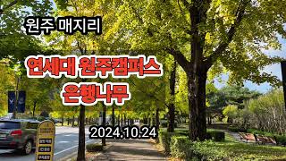 원주 연세대 미래캠퍼스 은행나무주말쯤 절정이 될듯합니다 [upl. by Noyes721]