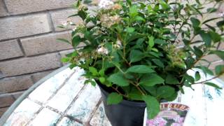 Spiraea Japonica Little Princess [upl. by Flem]