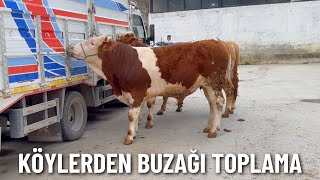 18 KÖYLERDEN BUZAĞI TOPLAMA PAZARLIĞI [upl. by Ahsille]