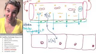 Capillary exchange 7 Function [upl. by Rape]