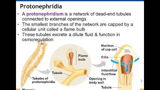 Chapter 44 Osmoregulation and Excretion [upl. by Ert]