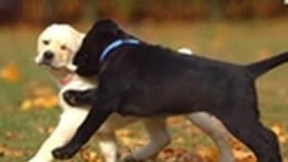 Too Cute  Lab Puppies First Time Outside [upl. by Elwee509]