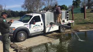 Trout fish stocking a Lake Prado Regional Park [upl. by Alys]