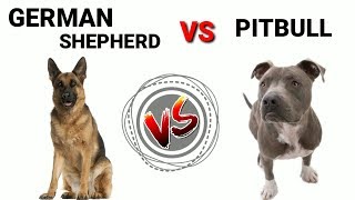 German shepherd Vs Pitbull  In Hindi  Dog Vs Dog  Dog Comparison [upl. by Noemad]