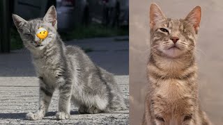 We made this street kitten a promise [upl. by Chicky]