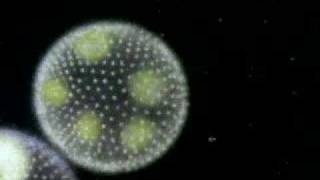 The Protist  Protozoa Algae and Funguslike protists [upl. by Notsuh73]