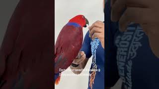 Electus hand tamed bird trendingparrot redparrotbirdslove DannyPetStoreandkennels 7306055555 [upl. by Euhsoj]