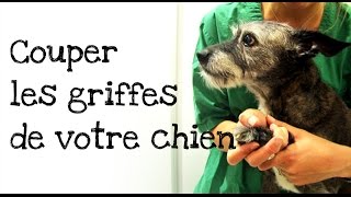 Comment couper les griffes de votre chien [upl. by Yrojram]