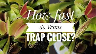 How Fast do Venus Flytrap Close and Watering [upl. by Aremahs283]