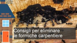 Come si eliminano le formiche carpentiere in modo naturale [upl. by Cantlon]