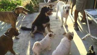 Residencia Canina Choco Can wmv [upl. by Ahsas174]