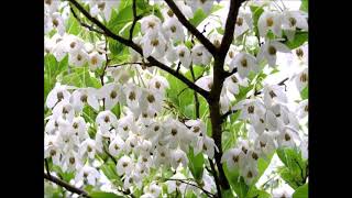 Styrax japonicus [upl. by Akin802]