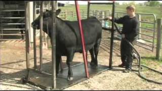 Fitting and Showing Angus Cattle Part 1 [upl. by Gass716]