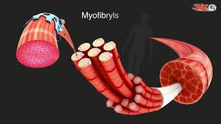 Structure of Skeletal Muscle Explained in simple terms [upl. by Tullius242]