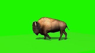 bison walks 3  green screen [upl. by Docia]