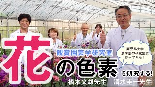 「花の色素を研究する！」観賞園芸学研究室 橋本文雄先生 清水圭一先生©2021 Kagoshima University Faculty of Agriculture 鹿児島大学農学部 ＃観賞園芸学 [upl. by Adniuqal67]