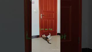 This calico cat wants to go out and meows anxiously cat cute [upl. by Power]