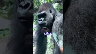 Why Gorillas Ignore their Babies shorts [upl. by Artied]