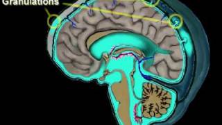 Cerebrospinal Fluid Circulation [upl. by Nongim462]