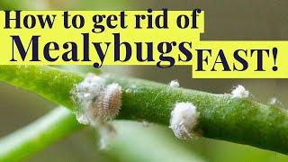 How to get rid of MEALYBUGS fast [upl. by Aiam]