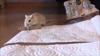 Gerbils being cute amp funny [upl. by Koller618]