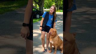 Giant Pitbull dogbreed puppy shortsvideos [upl. by Rannug]