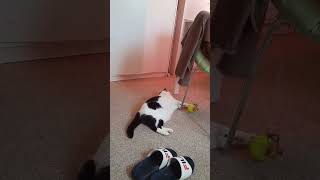 Взрывной прыжок Кетти 😅😸☘️😻🌹🥰 Gettnau Luzern Switzerland [upl. by O'Mahony]