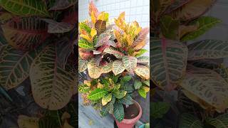 croton plant care crotonplantcare croton [upl. by Nerrat]