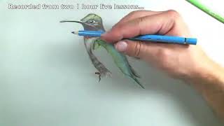 polychromos colored pencils how to blend using polychromos coloured pencils for beginners tutorial [upl. by Vary]