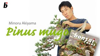 Minoru Akiyama demo on Mugo Pine [upl. by Nodyarb]