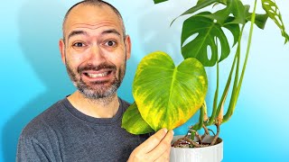 Heres Why Your Monstera Is Turning Yellow [upl. by Arnoldo]