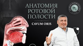 Анатомия ротовой полости  CAVUM ORIS [upl. by Erehpotsirhc32]