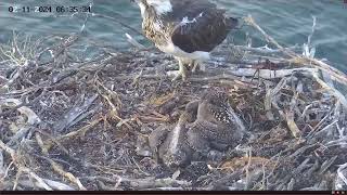 Port Lincoln Osprey 02112024 0623 [upl. by Thagard]