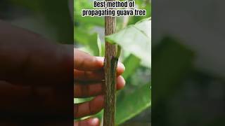 Method used in growing and propagating guava tree in few monthsmicropropagation hybridvigour [upl. by Naiditch502]