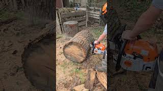 MS 400 CM RIPS red oak 🤙🏻stihl chainsawman firewood asmr satisfying shorts viral roadto20k [upl. by Hawthorn505]