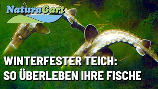 Gartenteiche im Winter wie überwintern Fische [upl. by Ping]