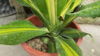 Dracaena fragrans 觀葉植物 香龍血樹巴西木特寫 [upl. by Scever]