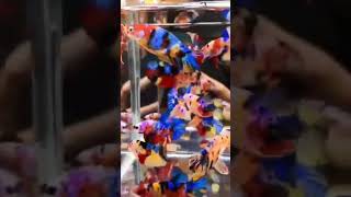 Multi coloured Betta 💙 🩷♥️💜 shortvideo shortsvideo [upl. by Acceber]