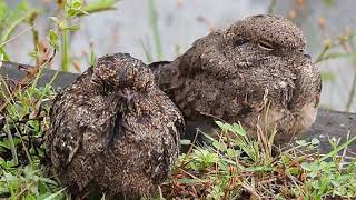 Savanna Nightjar juveniles [upl. by Llerreg]