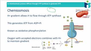 Electron Transport Chain  Chemiosmosis 825 B BIOLOGY HL [upl. by Carolann]