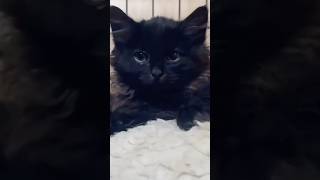 W ostatnim czasie zabezpieczyliśmy 2 cuda Pucek i Pandora rezerwacja🐾❤️ cat kitten catlover [upl. by Ezmeralda]