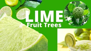 Lime Fruit Trees Kaffir Sweet amp Tahitian Citrus Lime Trees [upl. by Kinemod]