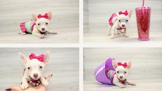 Tiny Teacup Chihuahua Puppy Adorable Video  Puppy Heaven PuppyHeavenPuppies [upl. by Yliak631]