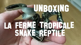 Unboxing la ferme tropicale livraison dun serpent [upl. by Naynek]