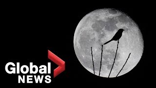 What is a ‘full worm moon’  Global News [upl. by Eirovi]