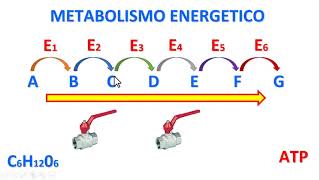 IL METABOLISMO ENERGETICO [upl. by Ailama764]